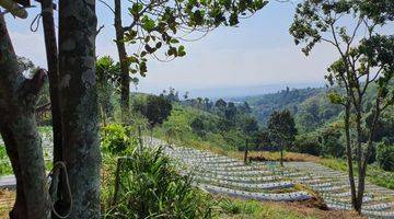 Gambar 2 Tanah di jual cepat Sejuk MDPL 900 d kaki Gunung pangrango di bogor