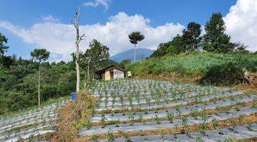 Gambar 1 Tanah di jual cepat Sejuk MDPL 900 d kaki Gunung pangrango di bogor