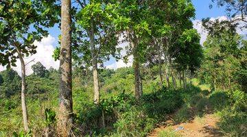 Gambar 4 Tanah di jual cepat Sejuk MDPL 900 d kaki Gunung pangrango di bogor