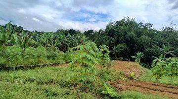 Gambar 3 Jual Lahan Kebun 1,6 Milyar di Bojong Murni Bogor
