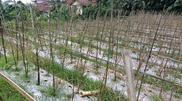 Gambar 5 Jual Lahan Kebun 1,6 Milyar di Bojong Murni Bogor
