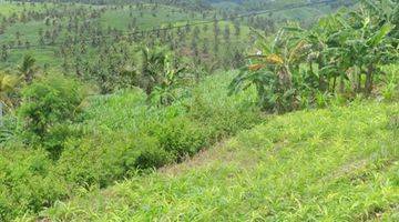 Gambar 1 Kebon Kelapa Tulung Agung Blitar, Hak Sewa, Murah