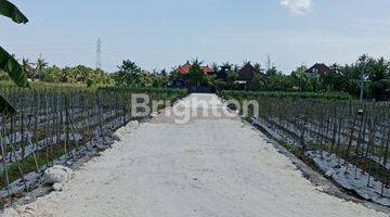 Gambar 1 Tanah Kavling Murah View Sawah Sudimare Tabanan