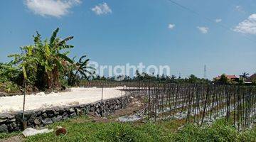 Gambar 3 Tanah Kavling Murah View Sawah Sudimare Tabanan