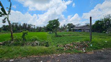 Gambar 2 Tanah Sawah Produktif Marga Tabanan