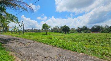 Gambar 4 Tanah Sawah Produktif Marga Tabanan