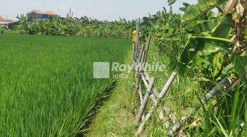 Gambar 3 Ricefield And Beautiful Sunset View Land Plot In Seminyak, Bali