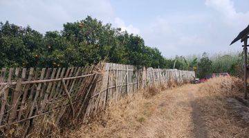 Gambar 5 Tanah Kebun Jeruk Produktif Murah Strategis di Bumiaji Kota Batu