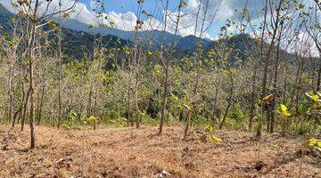 Gambar 2 DISEWAKAN TANAH KEBUN SUBUR HARGA EKLUSIF DI BULELENG BALI.