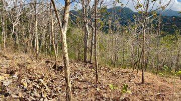 Gambar 4 TANAH KEBUN VIEW LAUT HARGA BAIK DI BULELENG BALI.