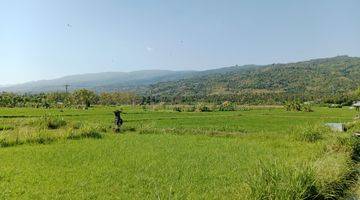 Gambar 1 Land With Rice Field View For Sale in Lovina