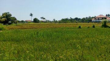 Gambar 1 Land With Rice Field View  in Lovina