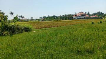 Gambar 4 Land With Rice Field View  in Lovina