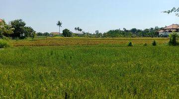 Gambar 3 Land With Rice Field View  in Lovina