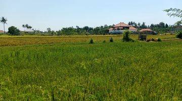 Gambar 5 Land With Rice Field View  in Lovina