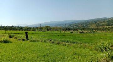 Gambar 4 Land With Rice Field View For Sale in Lovina