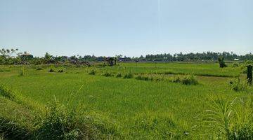 Gambar 2 Land With Rice Field View For Sale in Lovina