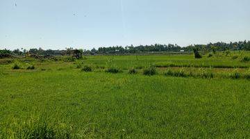 Gambar 5 Land With Rice Field View For Sale in Lovina