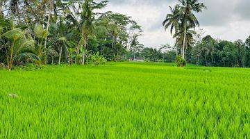 Gambar 5 Dijual Tanah 50 Are Di Tegalalang, Ubud