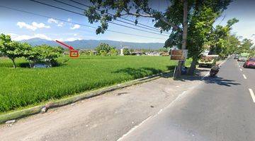 Gambar 5 FREEHOLD LAND  IN LOVINA AREA WITH RICE FIELD AND MOUNTAIN VIEWS