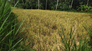 Gambar 3 Dijual Tanah Sawah Lokasi Abiansemal Badung