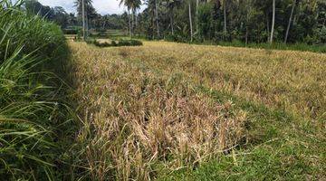 Gambar 4 Dijual Tanah Sawah Lokasi Abiansemal Badung