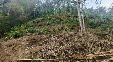 Gambar 1 Dijual Cepat Kebun Durian Kopi Murah Malang Tajinan