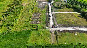 Gambar 4 Tanah Kedungu Beraban Full View Sawah Termurah