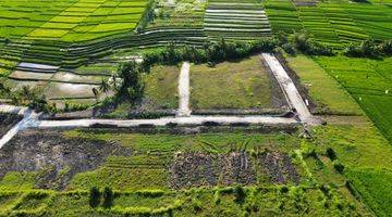 Gambar 2 Tanah Kedungu Beraban Full View Sawah Termurah