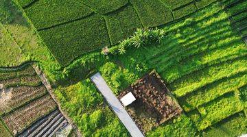 Gambar 2 Tanah Canggu Pererenan 640m2 Kedungu Beraban