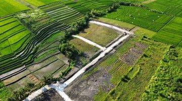 Gambar 3 Tanah Kedungu Beraban Full View Sawah Termurah