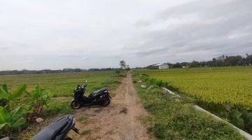 Gambar 4 Tanah Sawah Luas 1717 Meter Persegi Lokasi Dekat Bandata YIA