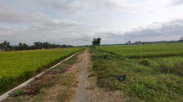 Gambar 3 Tanah Sawah Luas 1717 Meter Persegi Lokasi Dekat Bandata YIA