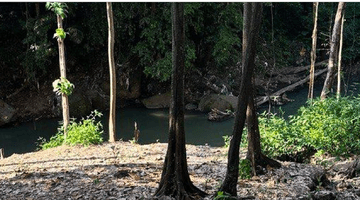 Gambar 2 Lush Land Plot Near Canggu