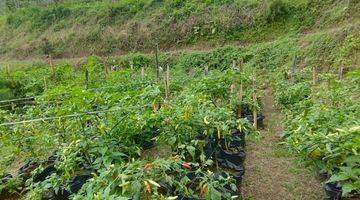 Gambar 4 Tanah Kebun Prodktif Di Wonosalam