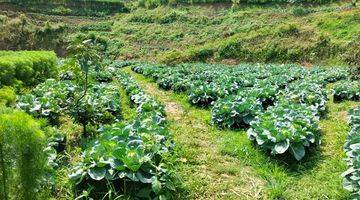 Gambar 4 Jual Tanah Kebun Produktif Jadi Mesin Uang