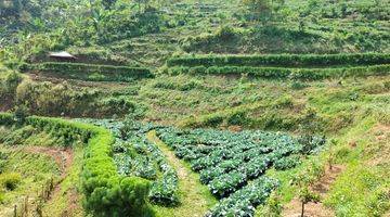 Gambar 4 Tanah Kebun Produktif Di Wonosalam