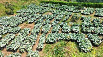 Gambar 3 Tanah Kebun Produktif Di Wonosalam