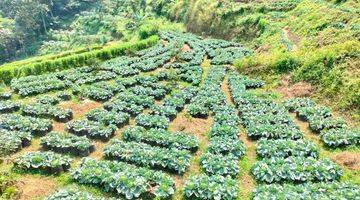 Gambar 2 Tanah Kebun Produktif Pencetak Uang