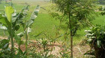 Gambar 2 Dijual Rumah Sawah Dan Kebun Di Cibeber Cianjur