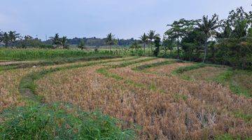 Gambar 2 DI JUAL SAWAH BEAKANG SD TOSARI KEC. PRINGAPUS KAB. SEMARANG 