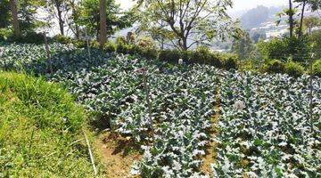 Gambar 5 Tanah Ada Bangunan Cocok Buat Villa Dan Berkebun Lembang