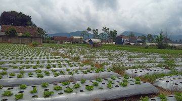 Gambar 4 Tanah Murah di Lembang Cocok Untuk Perumahan