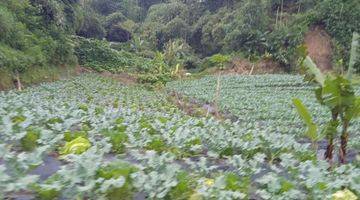 Gambar 2 Tanah Kebun Produktif di Lembang Dekat Kantor Desa Wangunharja 