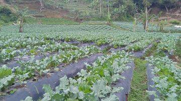 Gambar 3 Tanah Kebun Produktif di Lembang Dekat Kantor Desa Wangunharja 