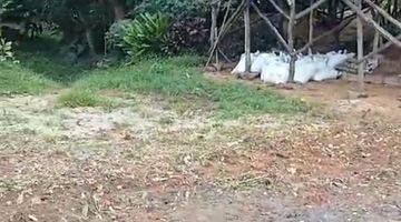 Gambar 1 Tanah, Dan Kandang Ayam Strategis