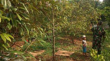 Gambar 4 Lahan kebun pagar keliling 