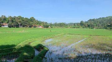 Gambar 3 Lahan Luas Perkebunan Dan Peternakan