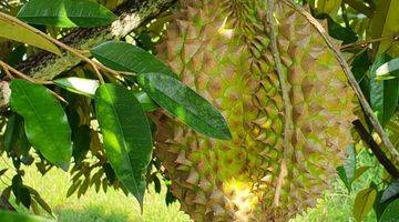 Gambar 4 Dijual Cepat Kebun Durian Free Villa Asri Mungil