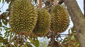 Gambar 5 Dijual Cepat Kebun Durian Free Villa Asri Mungil